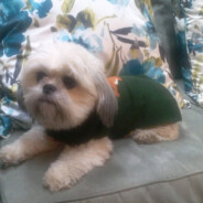 Reason #21 Why You Need A Slipcover: Wet Dog